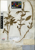 Lectotype of Amaranthus palmeri S. Watson [family AMARANTHACEAE]