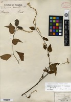 Isotype of Chamissoa maximiliani Martius ex Moquin-Tandon [family AMARANTHACEAE]