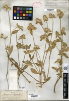 Isotype of Gomphrena nitida Rothrock [family AMARANTHACEAE]