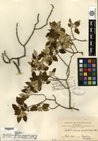 Type of Nototrichium sandwicense (A. Gray) Hillebrand var. pulchellum Sherff [family AMARANTHACEAE]
