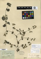 Holotype of Telanthera helleri B. L. Robinson [family AMARANTHACEAE]