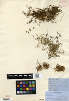 Isotype of Woehleria serpyllifolia Grisebach [family AMARANTHACEAE]