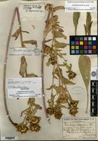 Holotype of Grindelia howellii Steyermark [family ASTERACEAE]