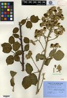 Type of Rubus lamburnensis Rilstone [family ROSACEAE]