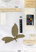 Type of Xylosma monospora Harvey [family FLACOURTIACEAE]