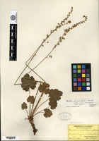Isotype of Heuchera parvifolia Nuttall ex Torrey & A. Gray var. microcarpa Rosendahl, Butters & Lakela [family SAXIFRAGACEAE]