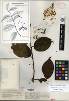 Isotype of Banisteriopsis inebrians C. V. Morton [family MALPIGHIACEAE]
