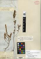Holotype of Acalypha gracilens A. Gray var. monococca Engelm. ex A. Gray [family EUPHORBIACEAE]