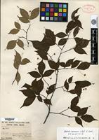 Syntype of Pourthiaea parvifolia E. Pritzel [family ROSACEAE]