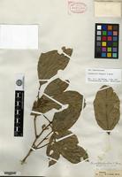Type of Clonostylis forbesii S. Moore [family EUPHORBIACEAE]