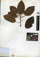 Type? of Hieronyma jamaicensis Urb. [family EUPHORBIACEAE]