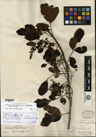Isotype of Schinus rhoifolius Martius [family ANACARDIACEAE]
