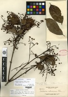 Isotype of Ardisia ochracea Elmer [family MYRSINACEAE]