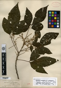Type of Thouinia acuminata S. Watson var. pubicalyx Radlkofer [family SAPINDACEAE]
