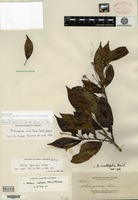 Isotype of Adina garciae Elmer [family RUBIACEAE]