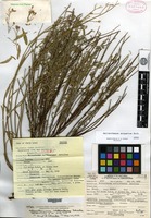 Isotype of Helianthemum suffrutescens B. Schreiber [family CISTACEAE]