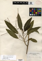 Type of Charpentiera obovata Gaudichaud var. elliptica Hillebrand [family AMARANTHACEAE]