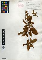 Syntype of Rubus nigrobaccus L. H. Bailey var. calycosus Fernald [family ROSACEAE]
