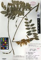 Isotype of Sophora saxicola Proctor [family FABACEAE]