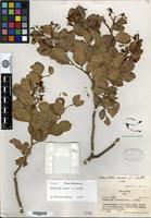 Type of Maniltoa minor A. C. Sm. [family CAESALPINIACEAE]