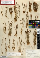 Holotype of Centaurium multicaule B. L. Robinson [family GENTIANACEAE]