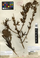 Isotype of Chilianthus arboreus Bentham var. rosmarinaceus Kuntze [family LOGANIACEAE]