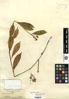 Type? of Hoya edenii Hooker f. [family ASCLEPIADACEAE]