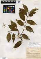 Isotype of Strychnos cooperi Hutchinson & M. B. Moss [family LOGANIACEAE]