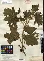 Isotype of Solanum khasianum C. B. Clarke [family SOLANACEAE]