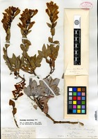 Type of Penstemon barrettiae A. Gray [family SCROPHULARIACEAE]