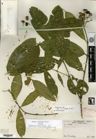 Isotype of Faramea eurycarpa Donnell Smith [family RUBIACEAE]