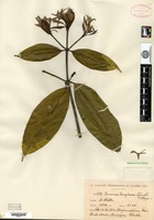 Isotype of Faramea langlassei Standley [family RUBIACEAE]
