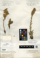 Holotype of Phacelia lenta Piper [family HYDROPHYLLACEAE]