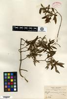 Type? of Hoffmannia pallida Rusby [family RUBIACEAE]