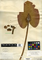 Isolectotype of Nuphar polysepala Engelmann [family NYMPHAEACEAE]