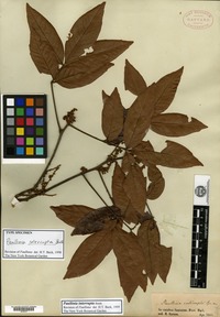 Type of Paullinia interrupta Bentham [family SAPINDACEAE]