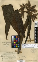 Isosyntype of Phaius blumei Lindley var. pulchra King & Pantling [family ORCHIDACEAE]