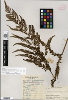 Isotype of Microlepia sino-strigosa Ching [family DENNSTAEDTIACEAE]