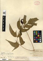 Type? of Aspidium caryotideum Wallich ex Hooker & Greville [family ASPIDIACEAE]