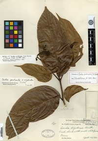 Type of Cordia protracta I. M. Johnston [family BORAGINACEAE]