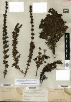 Syntype of Coprosma ernodeoides A. Gray [family RUBIACEAE]