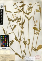Holotype of Gomphrena decipiens S. Watson [family AMARANTHACEAE]