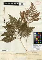 Isosyntype of Cystopteris spinulosa Maximowicz [family ATHYRIACEAE]