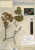 Isotype of Cordia morelosana Standley [family BORAGINACEAE]