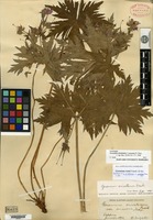 Type of Geranium eriostemon de Candolle [family GERANIACEAE]