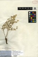 Isosyntype of Alternanthera suffruticosa Torrey [family AMARANTHACEAE]