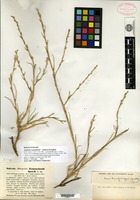Isolectotype of Anabasis tournefortii Jaubert & Spach [family CHENOPODIACEAE]