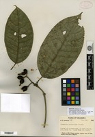 Isotype of Coussarea macrocalyx Standley [family RUBIACEAE]