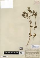 Isotype of Plectranthus hereroensis Engler [family LAMIACEAE]