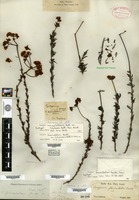 Syntype of Eriogonum fasciculatum Bentham [family POLYGONACEAE]